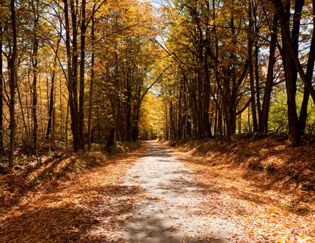 Small rural road disappears into the autumnal trees in the pastoral scene