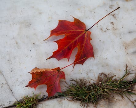 Two bright red leaves laying on a marble pathway