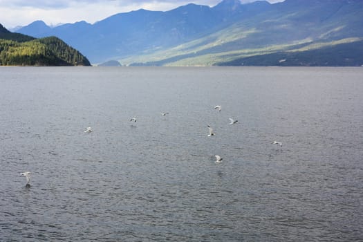 frighten lake gulls flying away