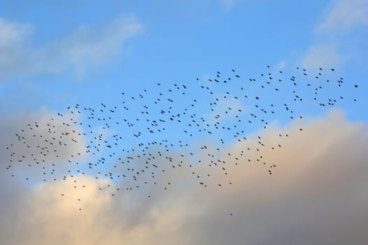 The birds are Spotless Starlings (Sturnus unicolor).