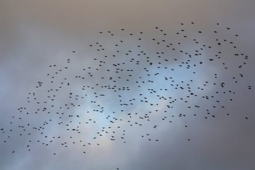 The birds are Spotless Starlings (Sturnus unicolor).
