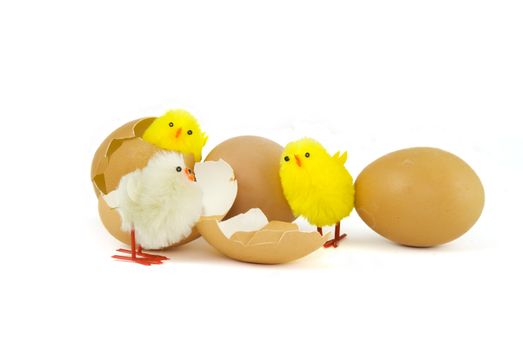 Three Easter chicks and three eggs with white background