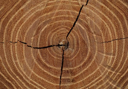 Cut of a tree trunk