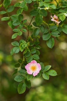 Branch of a wildrose with leaves and a flower. 