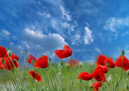 Landscape. The revealed poppies on a rural meadow