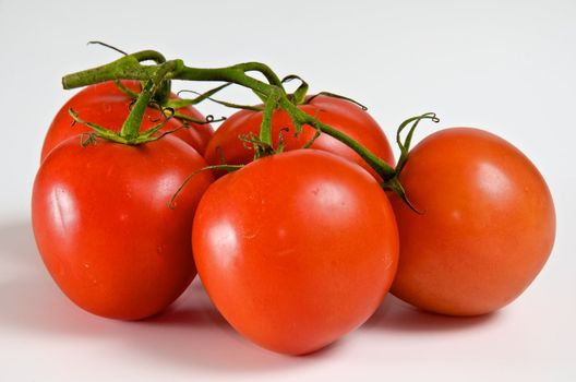 bright tomatoes on the vine