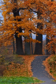 Oak avenue. Autumn morning in park