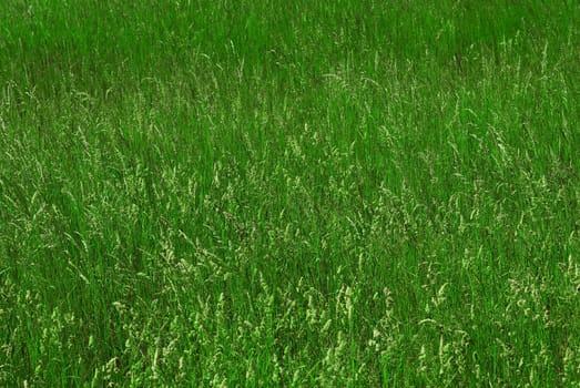 Green grass. Wild uncultivated field