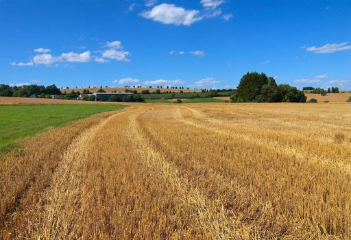 The oblique wheaten field. Harvesting