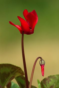 Blooming Cyclamen