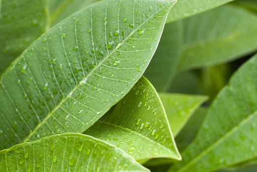 green leaves covered in rain drops