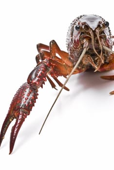 American red crayfish on a white background.