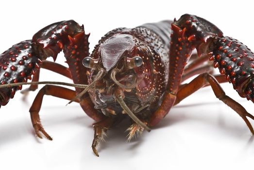 American red crayfish on a white background.