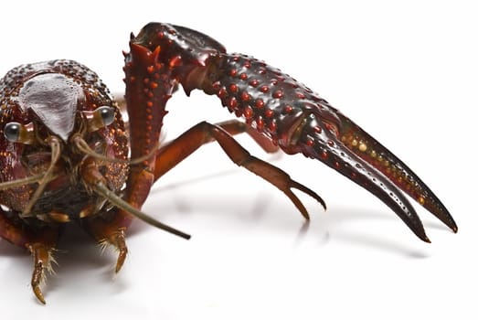 American red crayfish on a white background.