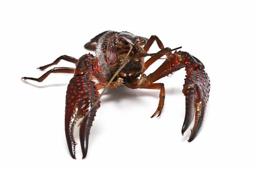 American red crayfish on a white background.