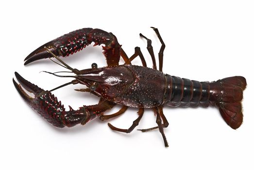 American red crayfish on a white background.