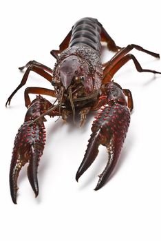 American red crayfish on a white background.