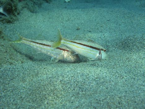 A “Mullus” fishes.  Shoted in the wild in Mediteraanean sea.