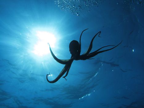 Octopus in back light. Shot captured in the wild.