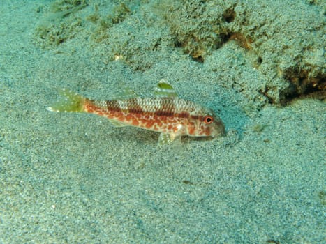 A “Mullus” fish.  Shoted in the wild in Mediteraanean sea.