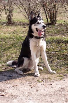 A sitting black and white husky in the park
