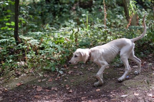 A walking saluki pup in a forest 
