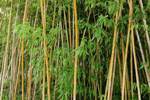 bamboo