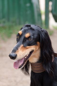 A portrait of young saluki
