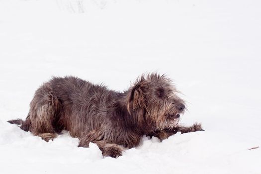 An irish wolfhound lying on a snow-covered field
