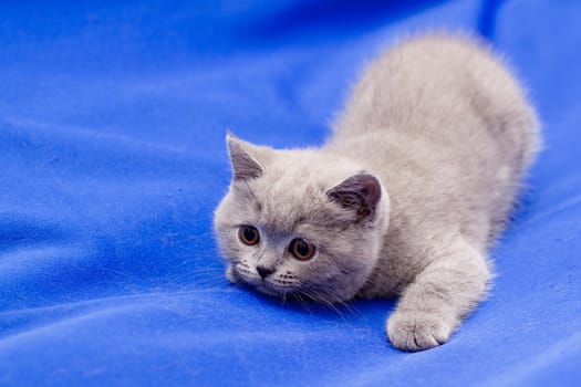 A yellow-eyed British shorthair blue kitten on blue background
