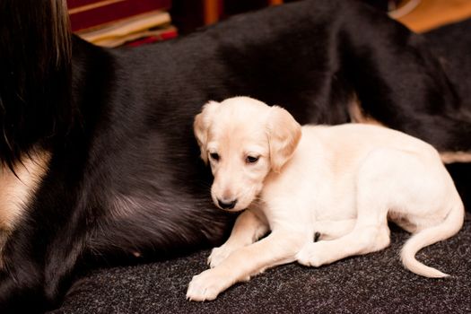 A white saluki pup lying near its mother on carpets
