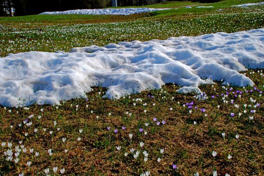 Spring crocus is gaining place competing with snow. It heppend in Bosco Gurin Valley in Ticino, close to extraordinary village. There ate white ad purple populations of these wild beutyful flowers