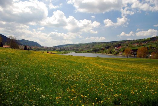 Field of dandelions in the border of Brenets Lake in Switzerland Jura, at the Background is French town Villers-le-lac