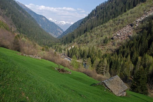Old animal houses in Bosco Gurin valley, roofs of two of them is fallen with time, woods are at both sides and the vue at Alps mountains of easten side of Maggia valley, Ticino, Suitzerland.