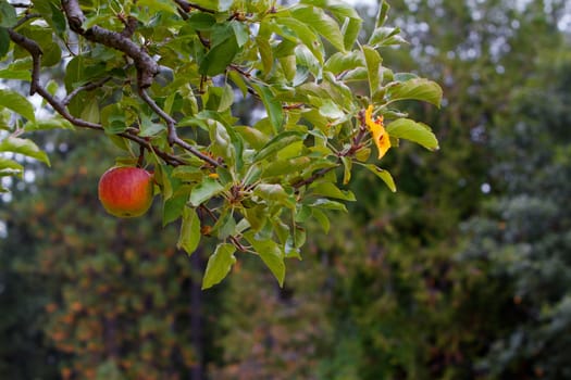 Single red apple on a tree branch with soft focus background