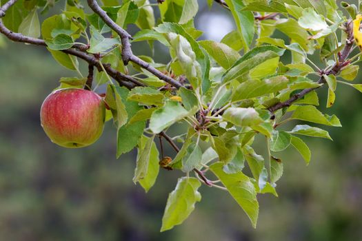 Single Red apple on branch with soft focus background