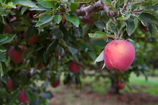 Single red apple on branch with soft focus trees and apples in background
