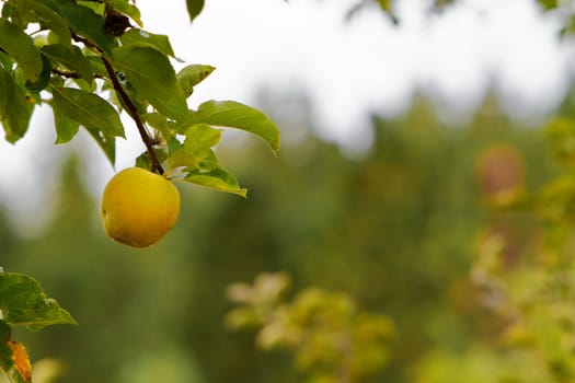 Close up Single Yellow apple on branch with soft focus  forest background