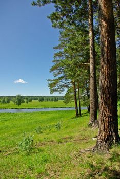 Midday summer landscape with pine trees, meadow and a river