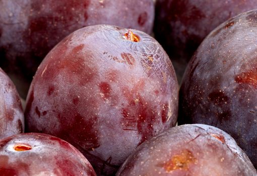 Background of black plums in the drying process to become prunes