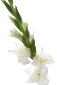 Beautiful White Gladiolus detail isolated on white background.
