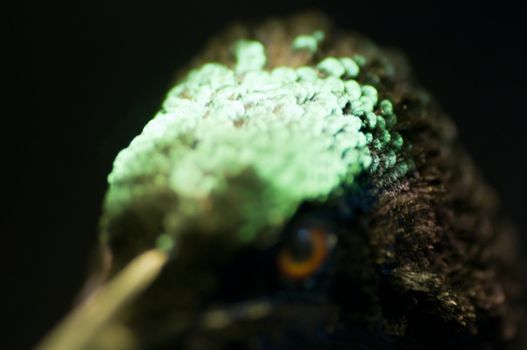 Detail of mirror feathers of the Paradise bird