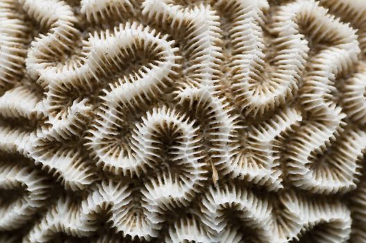 Detail of a dead, white brain coral