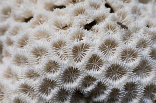 Detail of a dead, white coral with polip calixs