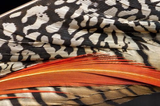 Detail of feathers of a pheasant