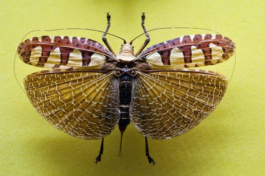 Tropical grasshopper collected with wings open