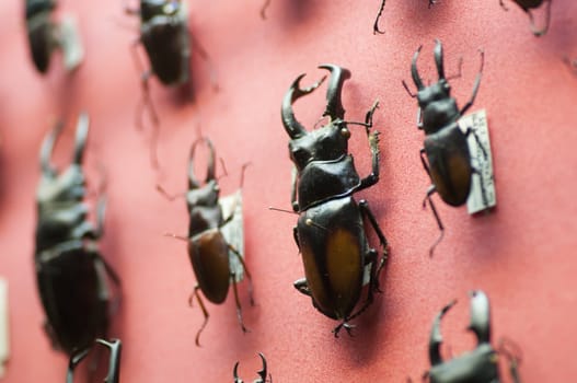Collection of lucanidi coleopteron insects