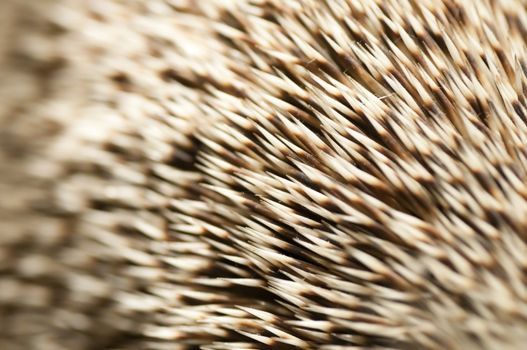 Closeup of the spines of a hedgehog