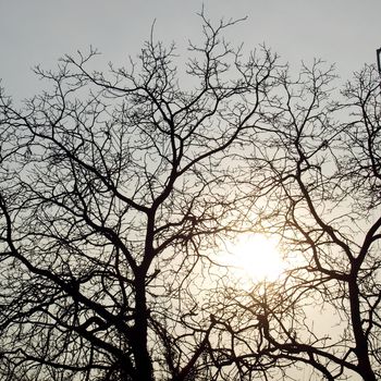 Dark tree top silhouette against the sun