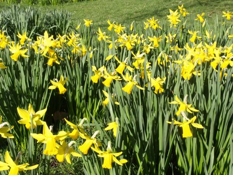 Detail of a host of golden daffodils